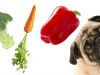 Is It Possible (Or Safe) to Make Your Pet a Vegetarian?