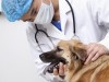 New Veterinary Quarantine Guidelines for Pets Potentially Exposed to Ebola Virus