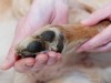 Pododermatitis in Dogs: Why are My Dog’s Feet Red and Itchy?