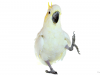 Snowball Dancing Cockatoo