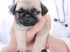 5 Things Veterinarians Can Learn from Dog Poop