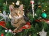 Help! How do I Keep My Cat Out of the Christmas Tree?