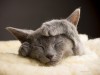Is Your Cat Secretly Stressed?