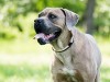 Diskospondylitis in Dogs: Infection in the Back