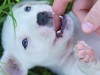 Do Dogs Lose Baby Teeth? 