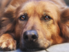 The Five Most Common Questions about Cancer in Dogs