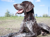 Osteosarcoma: Bone Cancer in Dogs