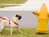 Pollakiuria: Why is My Dog Urinating more Often?