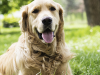 Ten Common Causes of Kidney Disease in Dogs