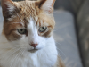 What to Expect from Your Senior Cat’s Checkup