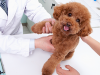 What’s The Difference between Preventive Care Plans and Pet Insurance?