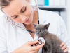 Your New Kitten Checkup