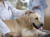 Preventive Care: Why Does My Pet Need a Checkup?