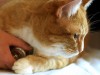 Reducing Cat Stress during Veterinary Visits