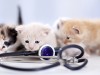 Reducing Your Cat's Fear of the Veterinarian
