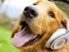 Protecting Your Dog from Loud and Scary Sounds