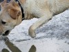 Surviving Leptospirosis: What You Need to Know to Protect Your Dog