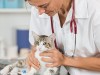 Cat getting an exam by a veterinarian