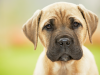 The Top 10 Canine Toxins
