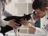 Veterinary Clinical Trials Explained