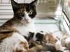 What to Expect When Your Cat is Pregnant