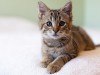 What Vaccines does My New Kitten Need?