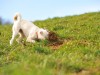 Why do Dogs Eat Dirt and Other Gross Things?