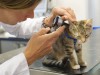 Why Your Cat Needs Regular Checkups