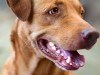 Worn Teeth in Dogs