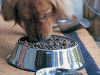 Young Adult Nutrition for Dogs 