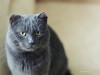 Your Cat and Retroviruses (FELV and FIV)