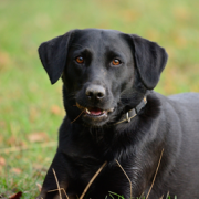 labrador with anal gland cancer can be helped with surgery