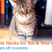 7 Surprisingly Simple Life Hacks for You & Your Cat