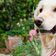 11 Pets Sound Off for Independence Day