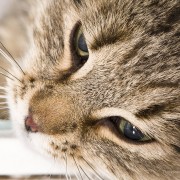 A New Study Shows that Vomiting in Cats is often a Sign of Serious Disease
