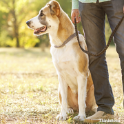 A Veterinarian’s Top 5 New Year’s Resolution Recommendations!