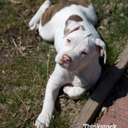 Abandoned and Abused, a Puppy is Saved by a Heroic Pit Bull