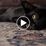 New Video Proves Black Cats Are Very Good Luck