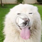 The Amazing Singing Dog is Only the Beginning!