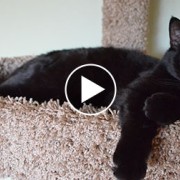 Black cat laying on cat tower