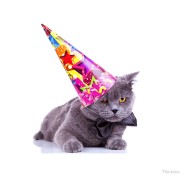 Oldest Cat in the World Enjoy's 24th Birthday!