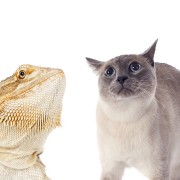 Cat Takes Flight after Lizard Startling