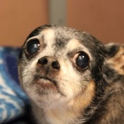 Old chihuahua