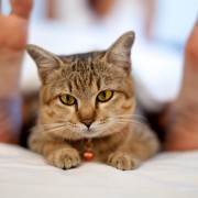 Copy Cats: New Study Shows Feline Moods Influenced by Owners