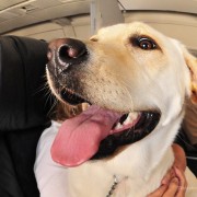 A Crappy Trip: Service Dog Answers Call of Nature, Forces Emergency Landing