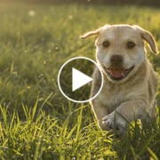 Five Adorable Dog Videos to Make You Ache for Spring