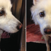 Neglected Dog Makes an Unbelievable Recovery