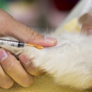 New Vaccine Site for Cats Could Save Lives