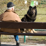 Old man with a dog at the park