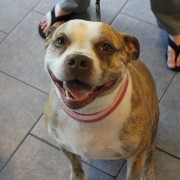 Smiling white pit bull in practice waiting room